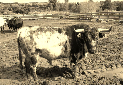 toro puebla de arenoso