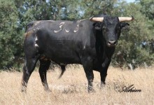 ‘Aficionades’ aportará un toro de Palha a las fiestas del Roser de Almassora